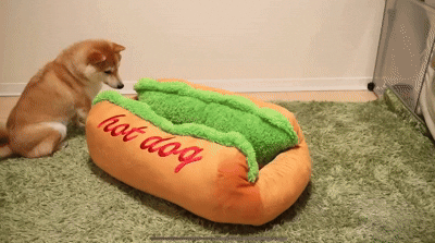 WillsPaw HotPaw Bed
